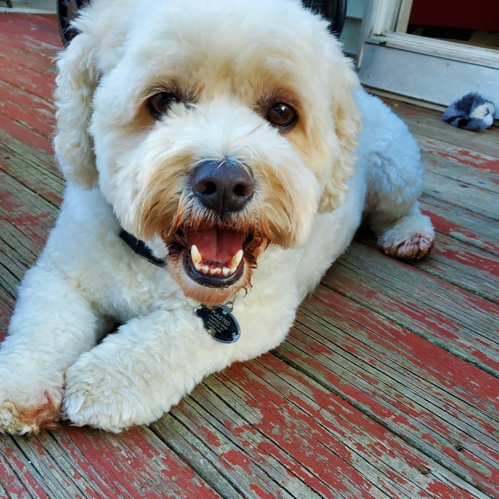 Meet your Posher, Molly